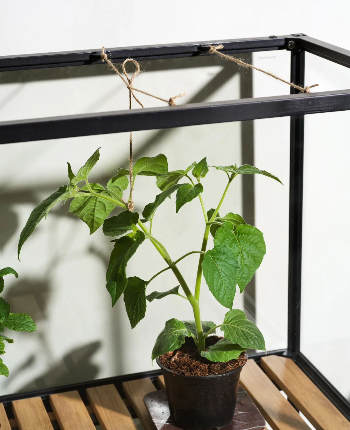 Grower Greens plant cabinet, Black, 81x137 cm Brafab
