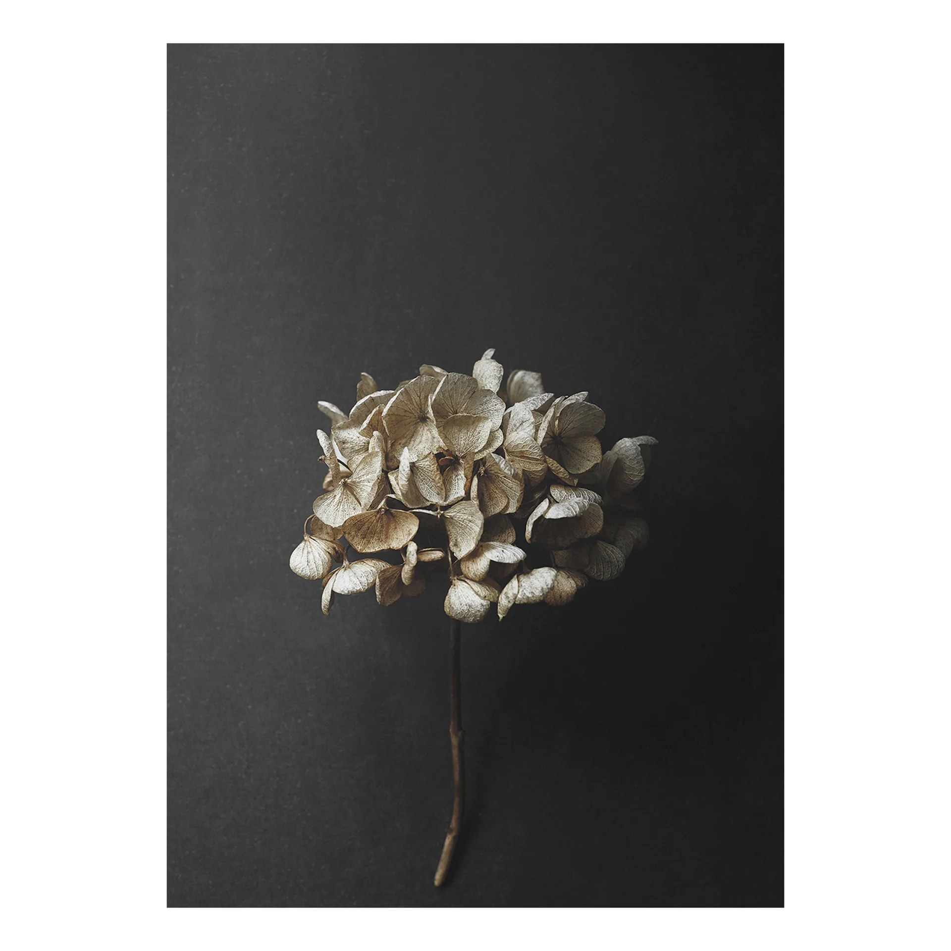 Sto Life 04 Hydrangea poster, 50x70 cm Paper Collective