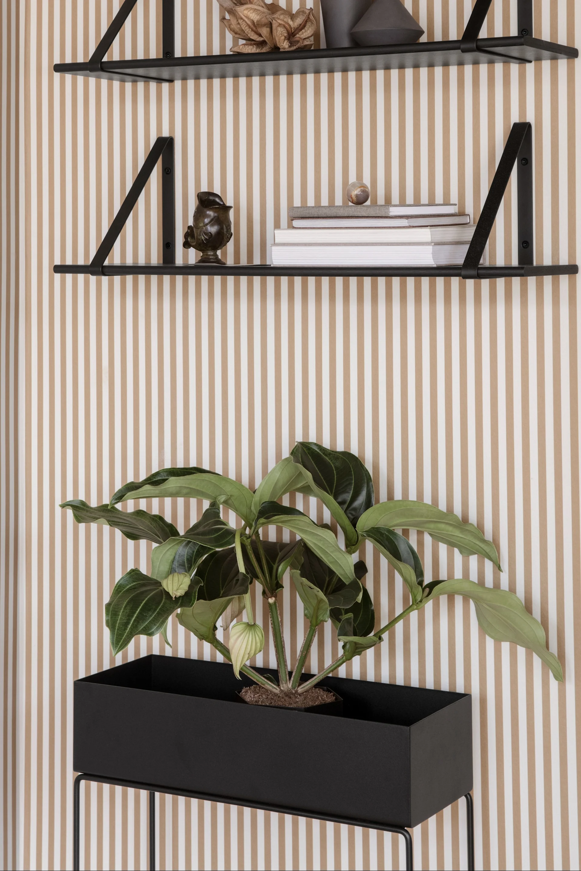 Green plant in black rectangular planter on a stand against striped wall with black shelves displaying decor and books.